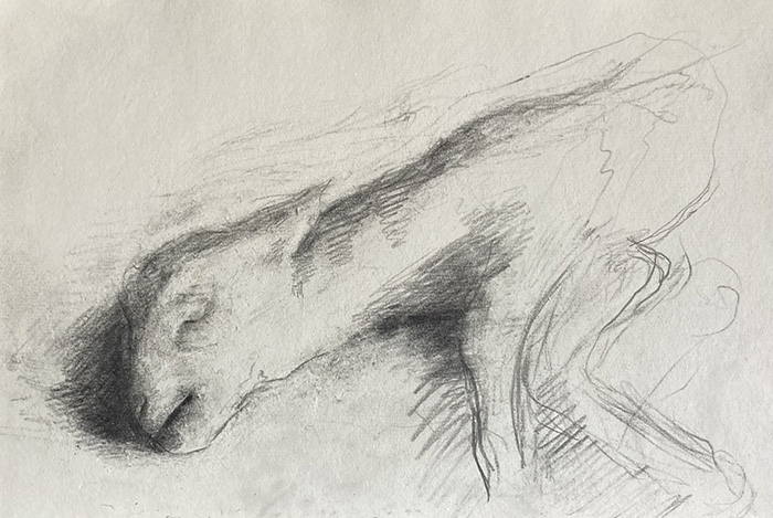 Pencil drawing of a dead goat by Hjalmar Hagelstam
